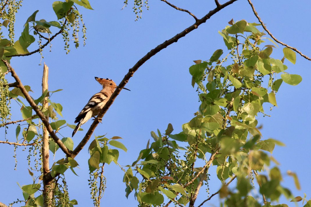 HarzBirder's tweet photo. Altmark, Sachsen-Anhalt. Approximately 200 breeding pairs of Wiedehopf now. This is the first I’ve come across singing. Note how he dips his head and expands his chest with every 'oop, oop, oop'. https://t.co/qCytY0xUGs
