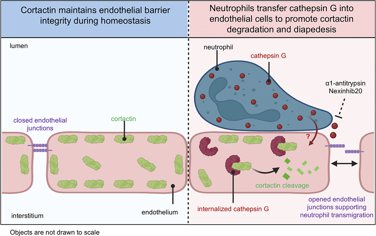 Journal of Cell Biology tweet media