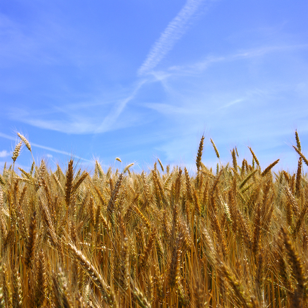 Manitoba Agriculture tweet media