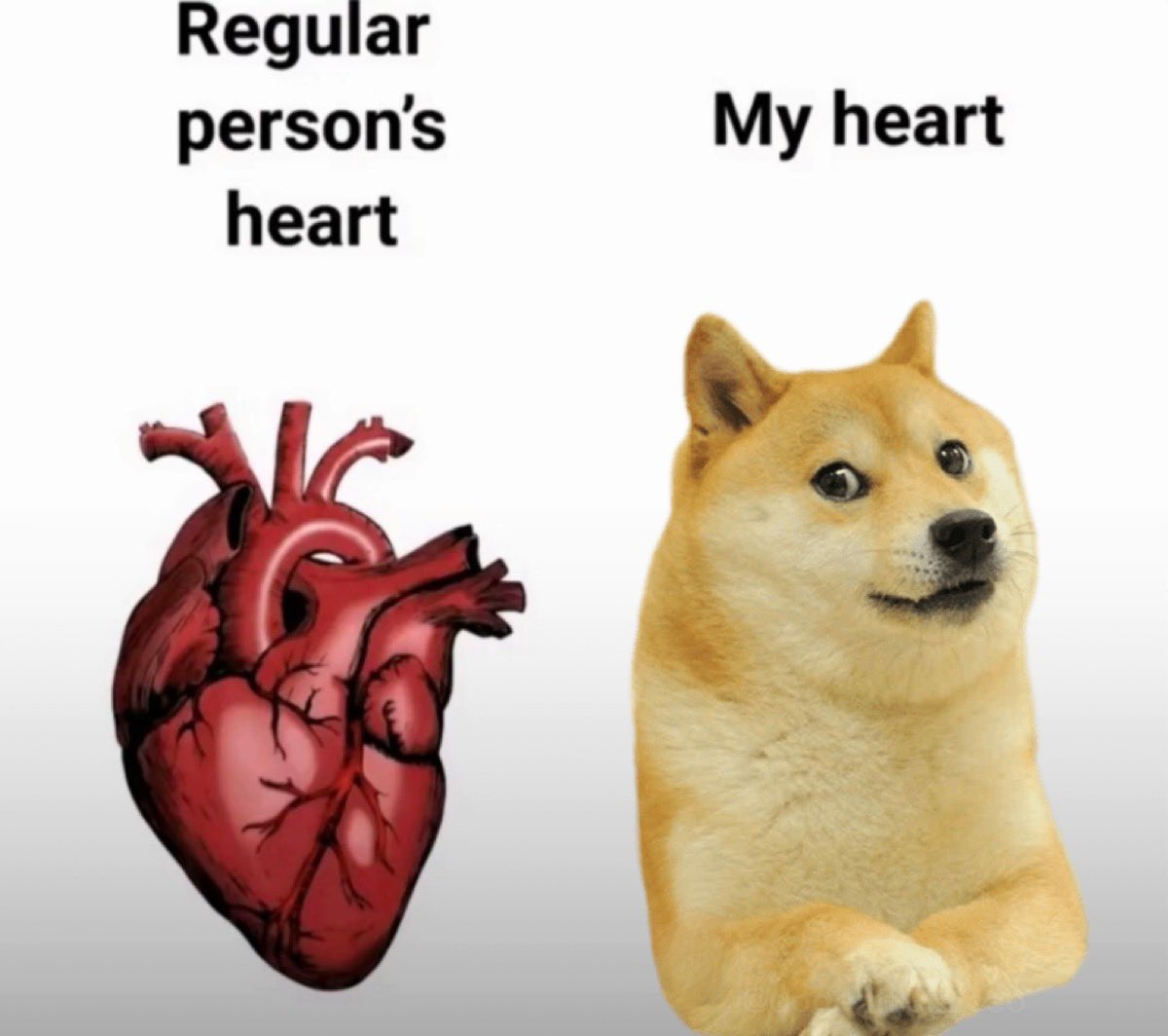 Sir Doge of the Coin ⚔️ tweet media