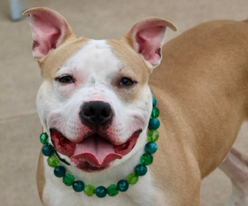 MorgFairsdogs's tweet photo. Poseidon 253349
Kill Command
#NYCACC Rescue Only
He is a cute 2 yr old
Friendly and social
Pioneers for Animal Welfare Society (PAWS-LI) wants to save him, needs committed foster
Apply immediately at
https://t.co/kkXEqxbF0o
#Pledge4Rescue #foster #adopt https://t.co/qaDsLThJpr