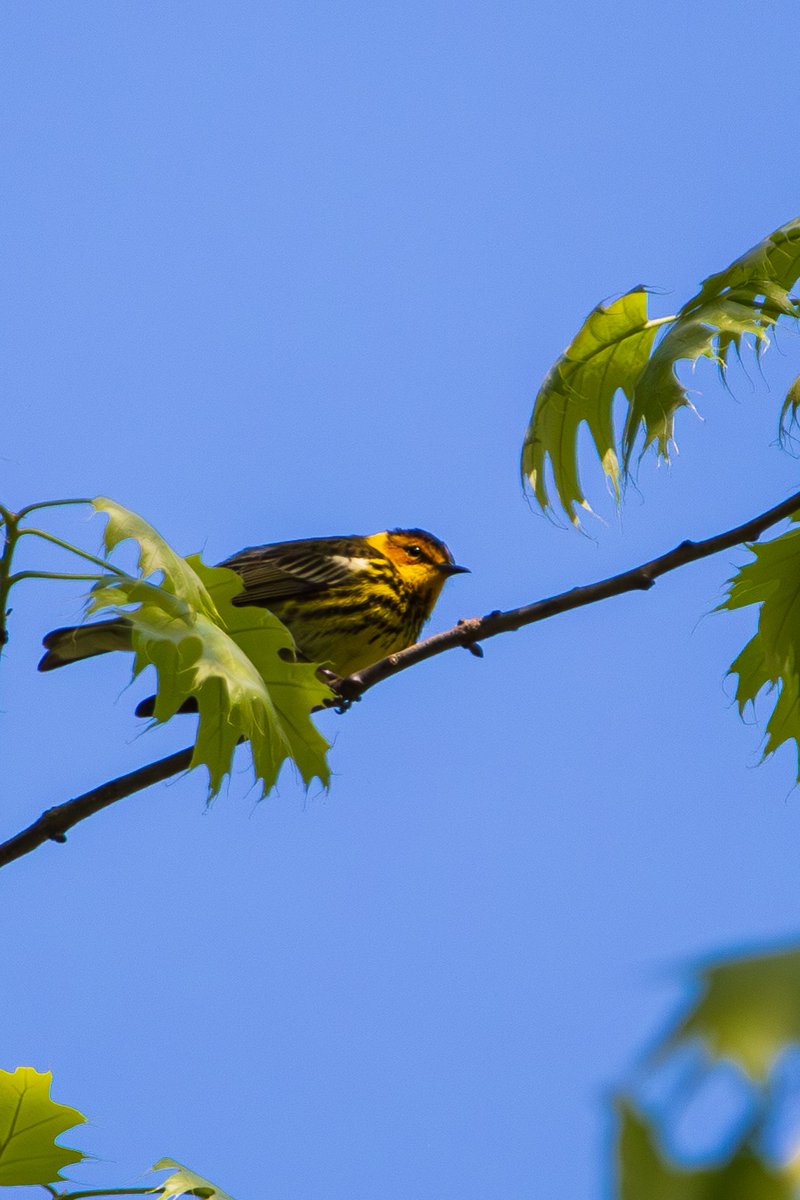 DavidLikesBirds's tweet photo. Some Frick Park Warblers. Black-Throated Blue, Cape May, and a Hooded. https://t.co/Y7fjwKMEMQ