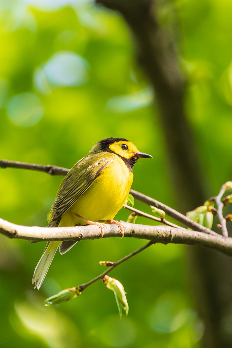 DavidLikesBirds's tweet photo. Some Frick Park Warblers. Black-Throated Blue, Cape May, and a Hooded. https://t.co/Y7fjwKMEMQ