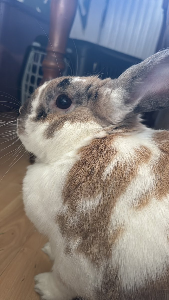 robyn 👱🏻♀️& paddy 🐰 tweet media