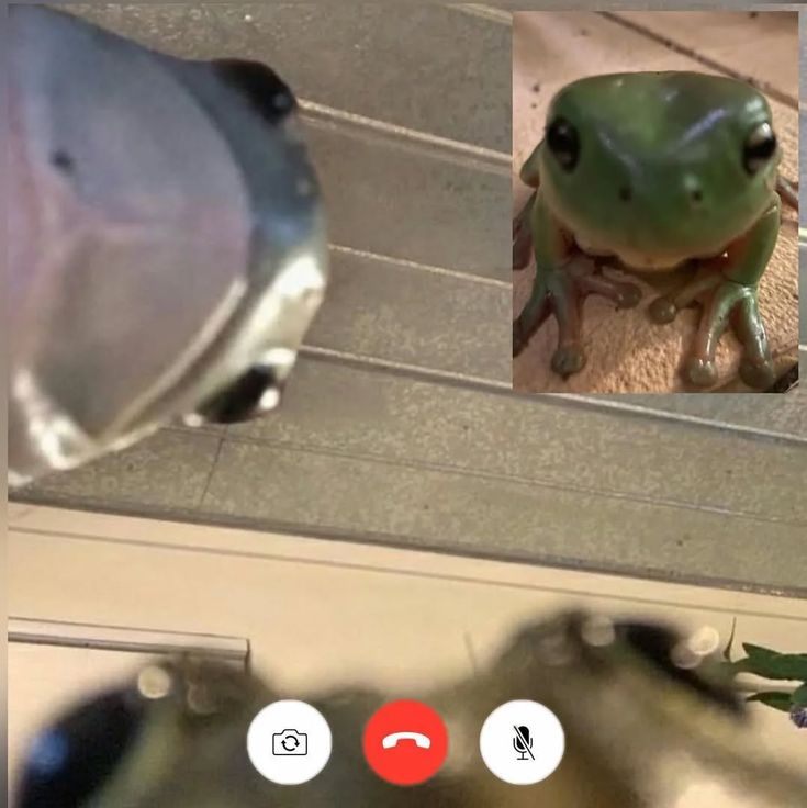 No Context Frogs tweet media