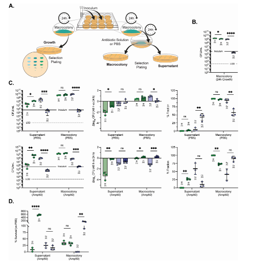 ASMicrobiology's tweet photo. Enterococcus faecalis not only antagonizes Pseudomonas aeruginosa growth under iron limitation, but also induces a unique transcriptional profile, enhancing P. aeruginosa survival during antibiotic challenge. Learn more in #JBacteriology: https://t.co/wcMQXBh43E https://t.co/IeqIopKELp