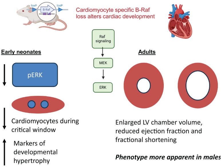 AJP-Regulatory, Integrative Comparative Physiology tweet media