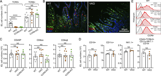 LabWaggoner's tweet photo. Epithelial chemokine CCL25 integrates T cell development and intestinal homeostasis @JExpMed 
https://t.co/wdsAc3VY2u https://t.co/4wGwX2M3Ju