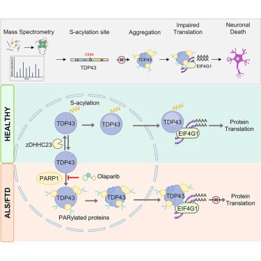 MolecularCell's tweet photo. Online Now: S-acylation of TDP43 regulates its condensation in amyotrophic lateral sclerosis https://t.co/RmSOumT7Dr https://t.co/im4nYiIMAP