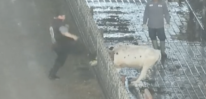 Direct Action Everywhere tweet media