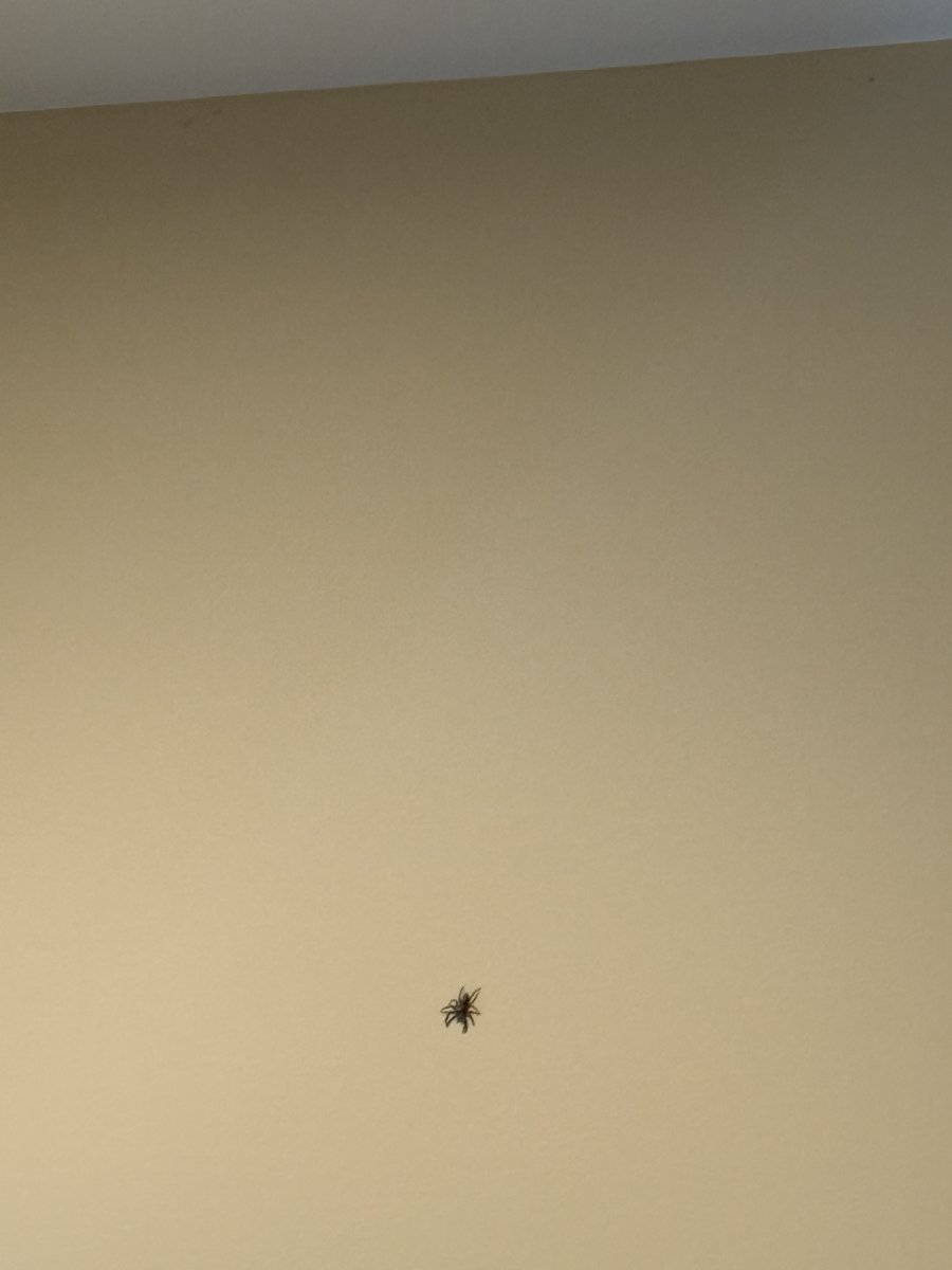 BobsFunGirl's tweet photo. Yes, I miss my husband every minute of the day. But now  I must be practical. What is a widow to do about spiders? That was Bob's job! #TheWiddaKevoian https://t.co/Wdz0WZ4UWn