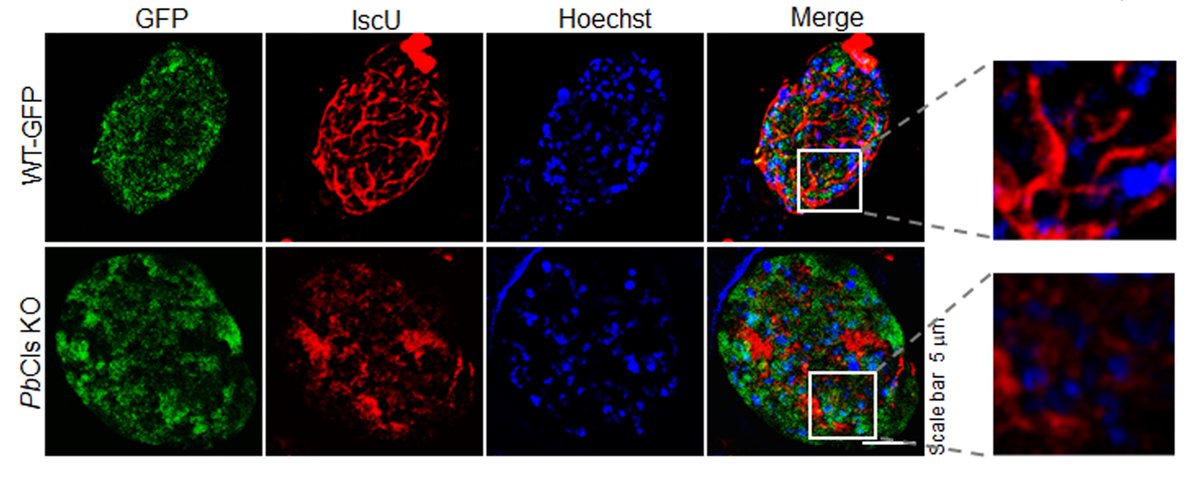 DrMishraLab's tweet photo. We are excited to share our new article published in PLOS Pathogens in collaboration with Dr. Saman Habib. Our study identifies cardiolipin synthase as a critical regulator of mitochondrial function 👉https://t.co/tRDoqukRYO @CSIR_CDRI @cdriacademy https://t.co/4yMRpgXJj2