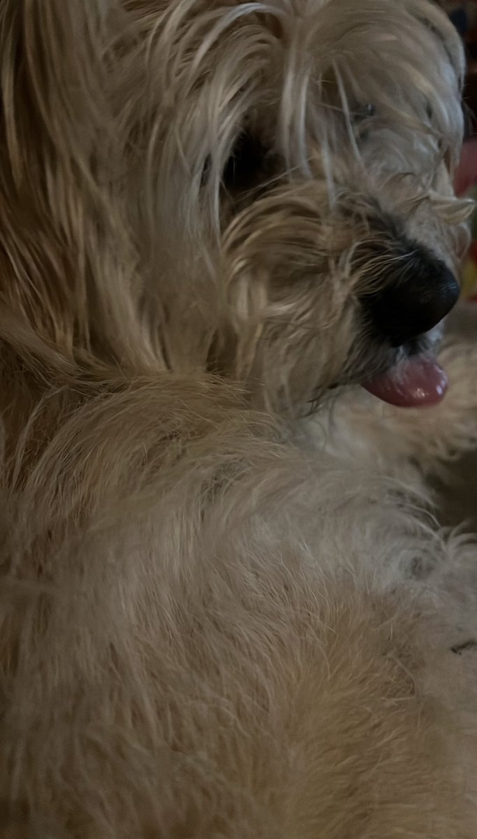 MazC1975's tweet photo. Fudge here….apparently I’ve had too many treats…this is my response! #btposse https://t.co/ybh7ZpMXIR