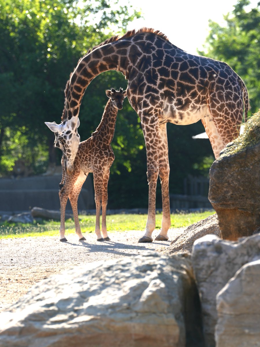 Louisville Zoo tweet media