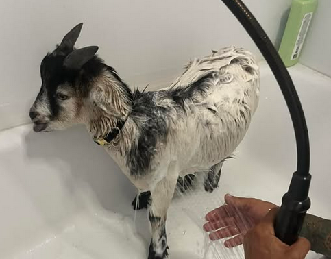 washed goats 🐐🥰