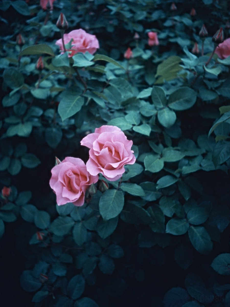 1008988's tweet photo. 改造オートハーフで撮ったバラです。
RICOH AUTO HALF E (modified) #HALFFRAME
VELVIA100 (2017.09 expired)
digital duplicate
SIGMA sd Quattro H SFD
SIGMA 70mm F2.8 DG MACRO | Art 018 https://t.co/f5wRYWUl7q
