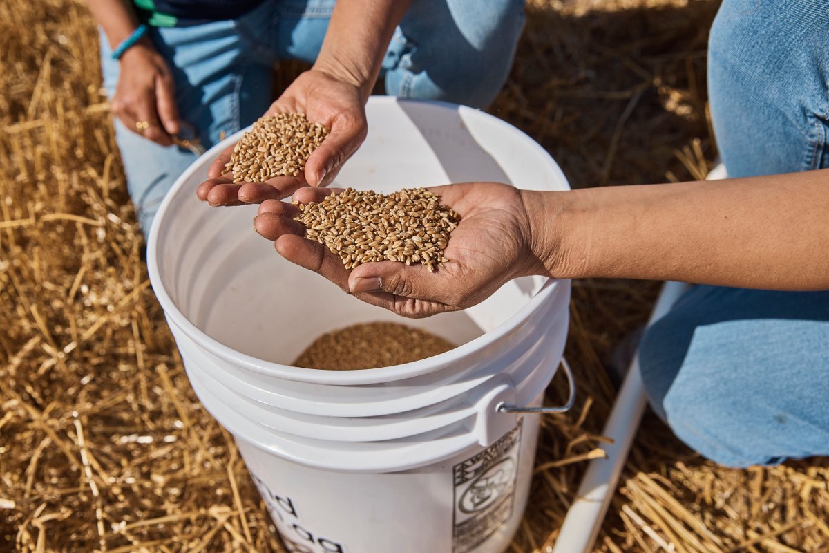 GroundTruth_Ag's tweet photo. Grain quality isn’t created at harvest.

It’s shaped all season long
🌦 weather
🌱 crop stress
🧪 management decisions

By harvest, variability is already there.

The question is when you can actually see it 👇 
https://t.co/N3U8gXzZEA https://t.co/1IN0vvBWMm