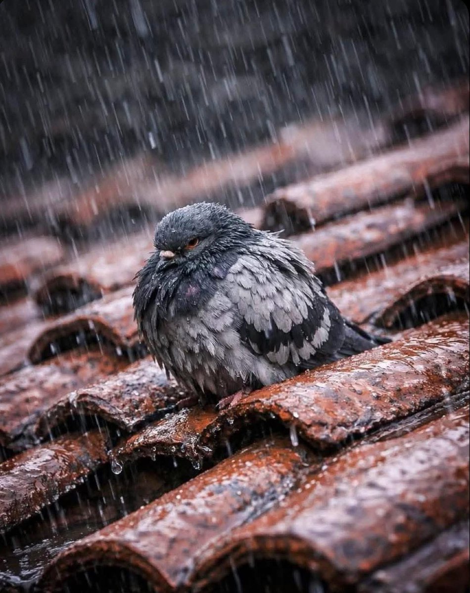 VaktiVisal's tweet photo. |

SUSARAK geçmiyor.

Fakat,
KONUŞARAK da anlatılmıyor bazı şeyler..!

_______ https://t.co/U6aZGGSoVb