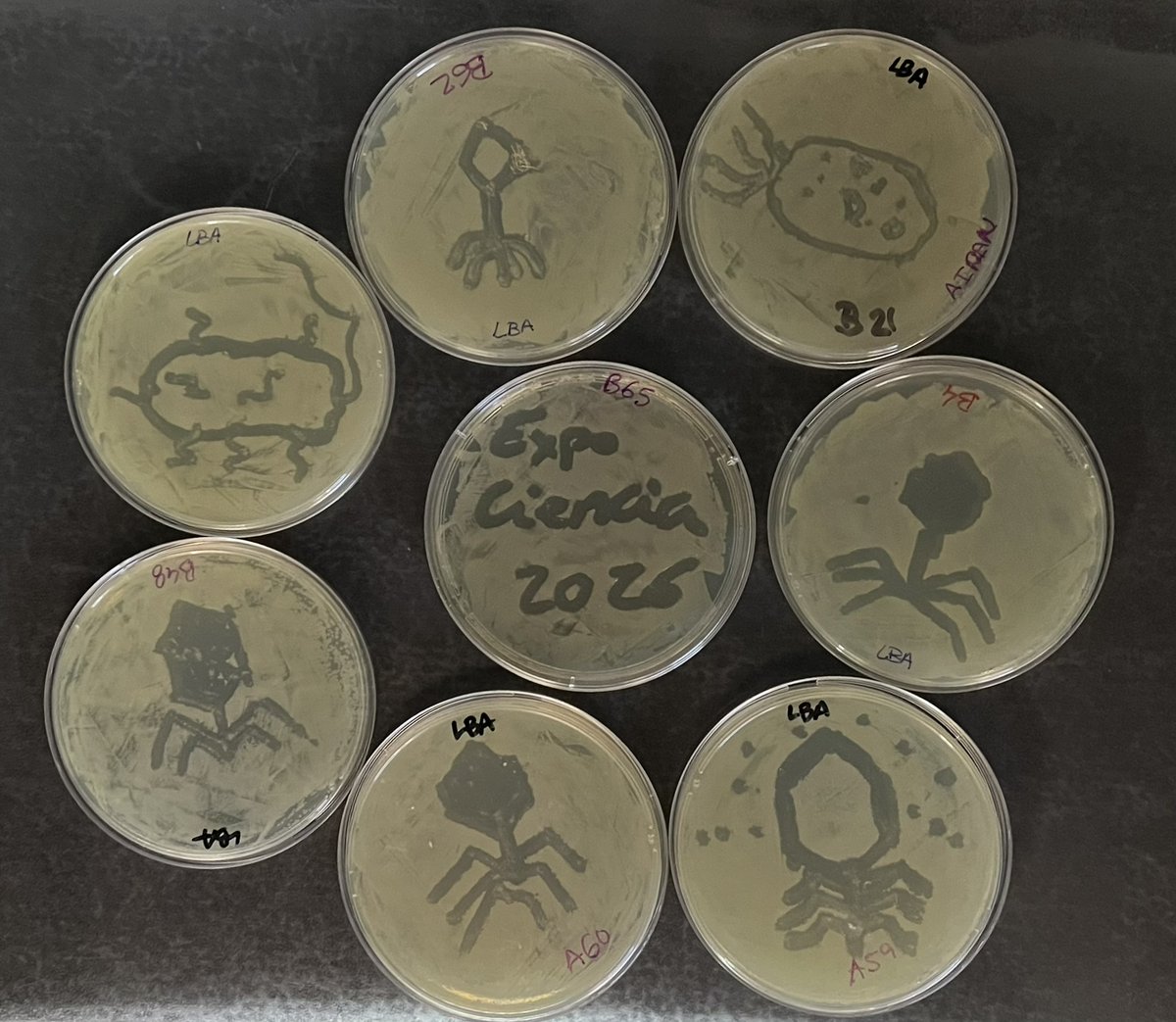 biosca_eg's tweet photo. Last Saturday, #fagoval team participated in #expociencia2026, a scientific event aimed at inspiring young people to pursue scientific careers. Thanks for attending; "draw with phages" will be online soon.
@biosca_eg
@sfpieuv
@BiologiquesUV
@SEMicrobiologia
@microBIOblog https://t.co/N0B0o7niza