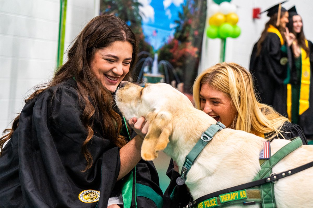 USFPDTampa's tweet photo. USFPD K9 Handlers &amp; Therapy Dogs were proud to support this year’s USF Graduation Commencement Ceremony! 🎓🐾 Congratulations to the Class of 2026! 💚🤘 #USFGrad #USFPD #TherapyDogs #K9Unit #GoBulls @USouthFlorida https://t.co/9VuyRUuD4m