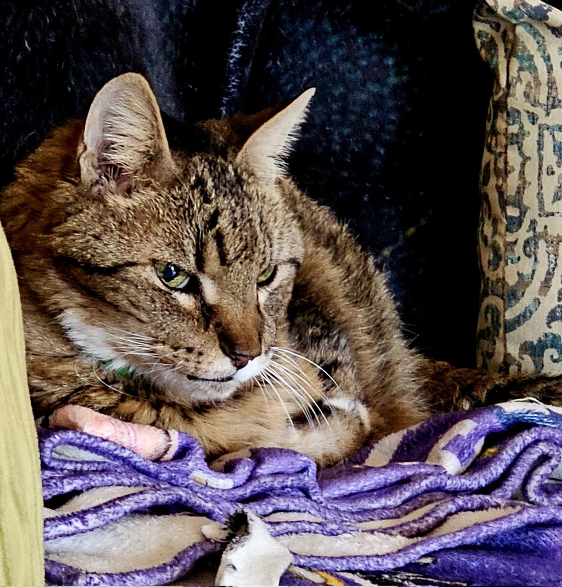 1stMamaBug's tweet photo. Our Sawyer passed today. Almost 21 yrs old. We were so blessed to have him in our lives! He's in heaven on the farm with Grandma &amp; Grandpa 💔😭❤️ https://t.co/uwqQLw0t5r