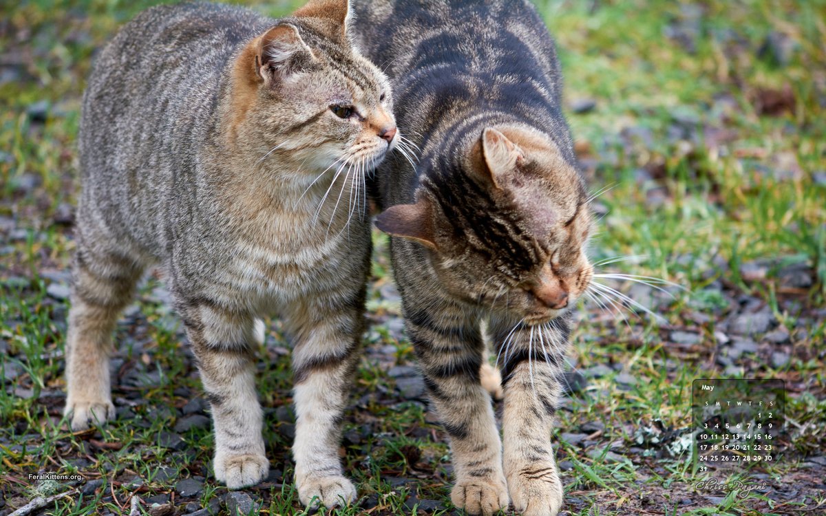 Pagani's tweet photo. The Feral Life Cats: May Cats, Just Feral Friends https://t.co/oJDzozM01o https://t.co/h6sB67Vy7q