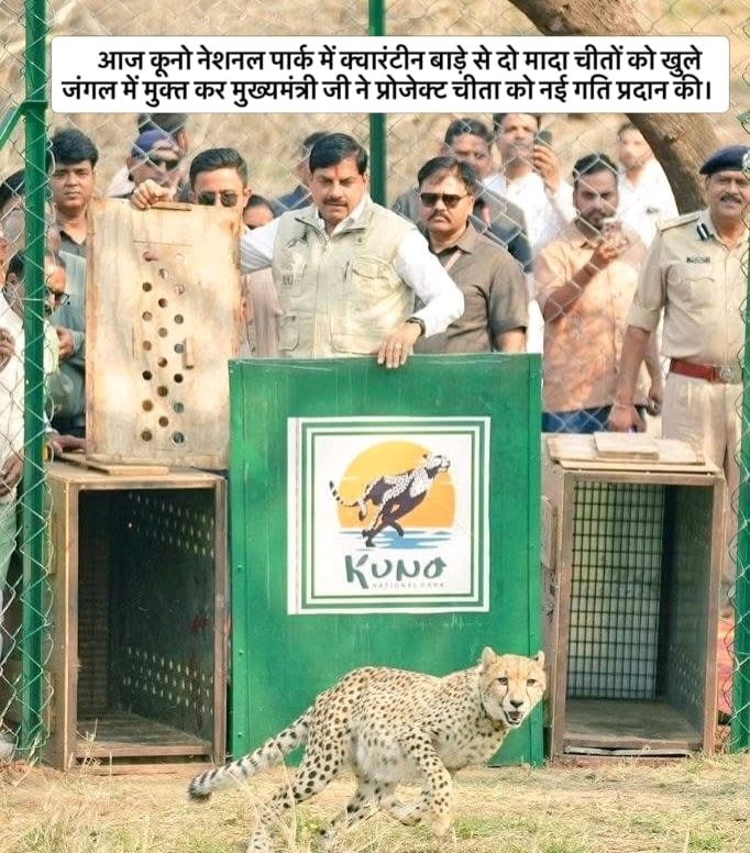 fswa5039's tweet photo. आज कूनो नेशनल पार्क में क्वारंटीन बाड़े से दो मादा चीतों को खुले जंगल में मुक्त कर मुख्यमंत्री जी ने प्रोजेक्ट चीता को नई गति प्रदान की।@CMMadhyaPradesh#ProjectCheetah
#KunoNationalPark
#CheetahInIndia
#WildlifeConservation
#SaveWildlife
#MadhyaPradesh https://t.co/R1B4RQkM53