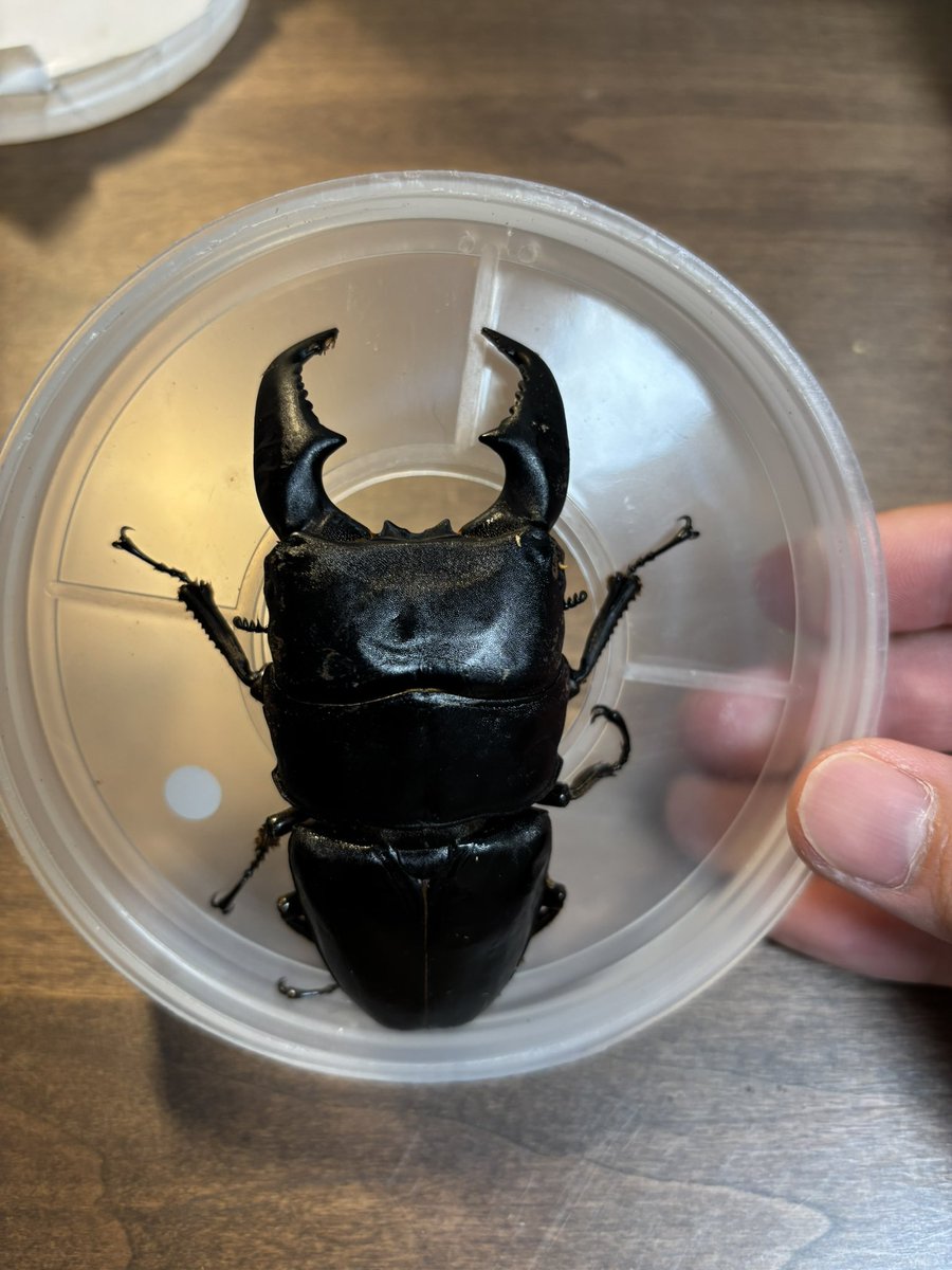 becky (@becky_insect) / Posts / X