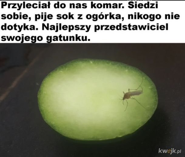 MłodyMickiewicz 🇵🇱🇷🇴🇩🇪🇭🇺🇦🇱 tweet media