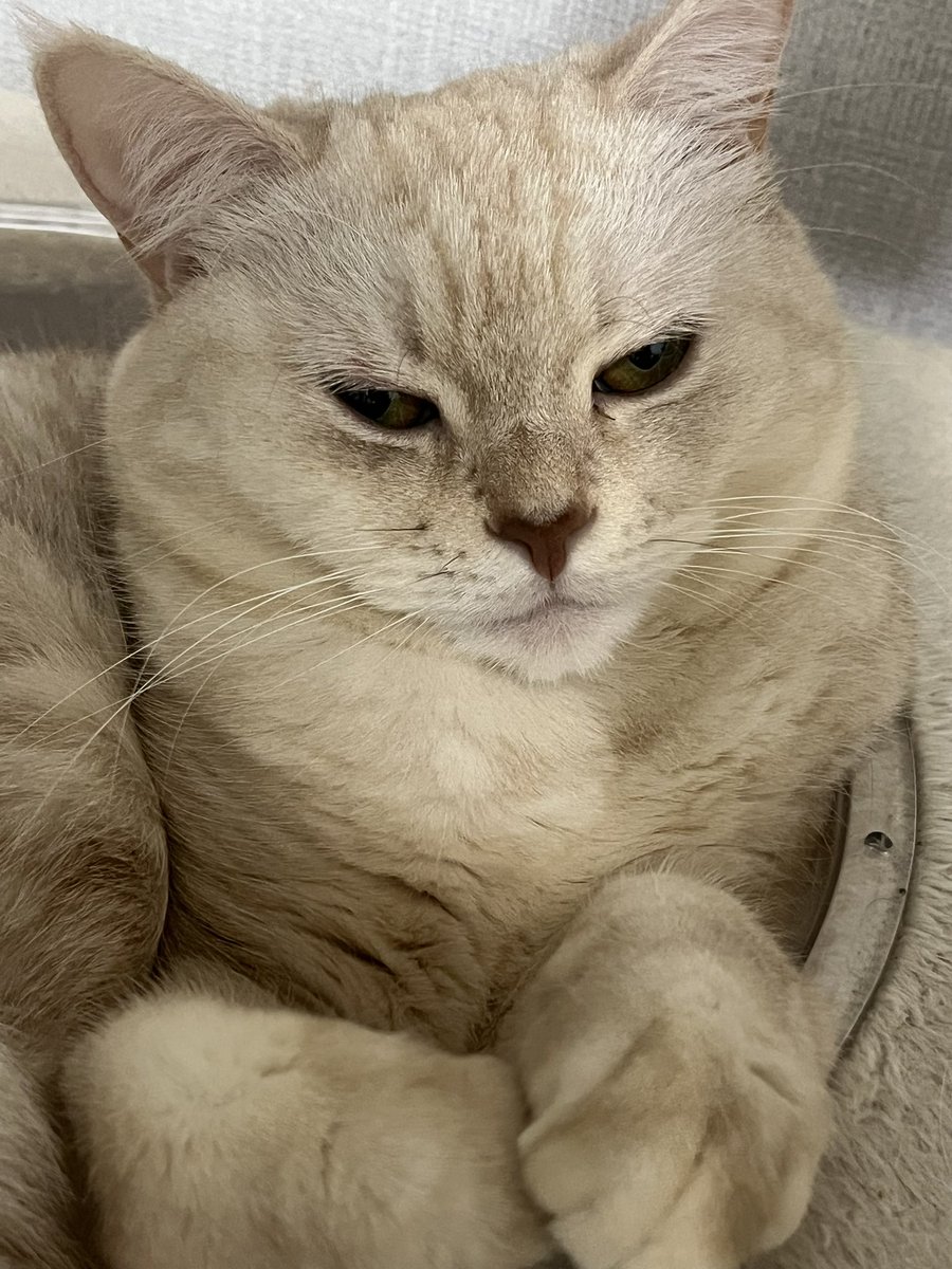 강다비 베토벤 tweet media