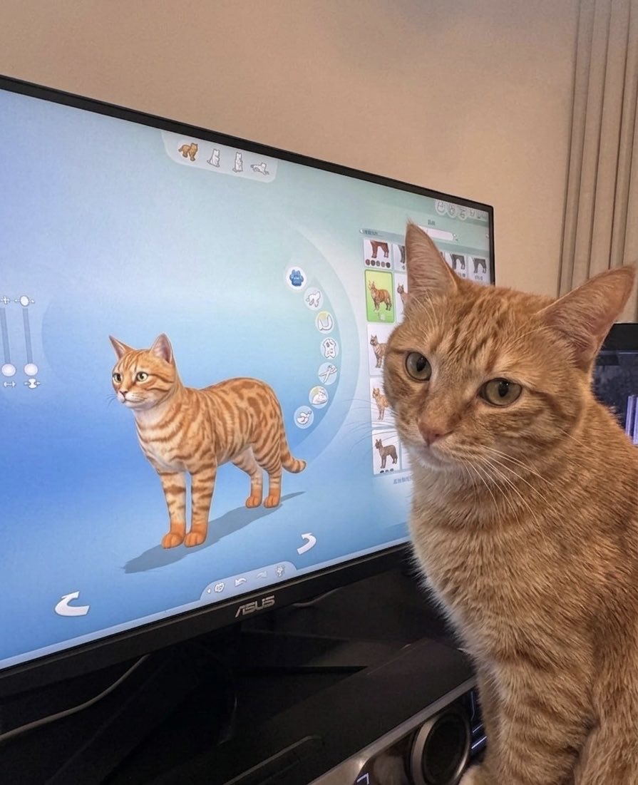 cat memes tweet media