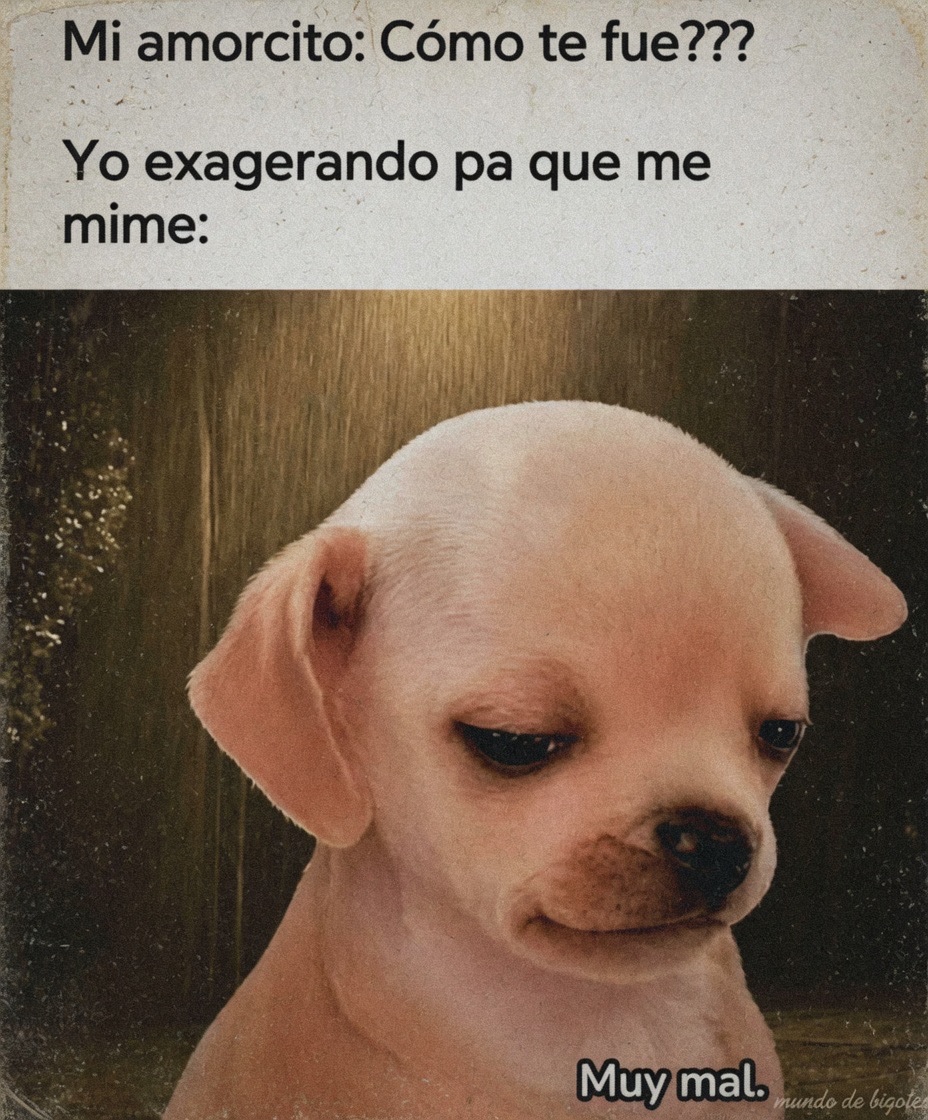 MundoDeBigotes's tweet photo. https://t.co/JTtQNdo8jG
