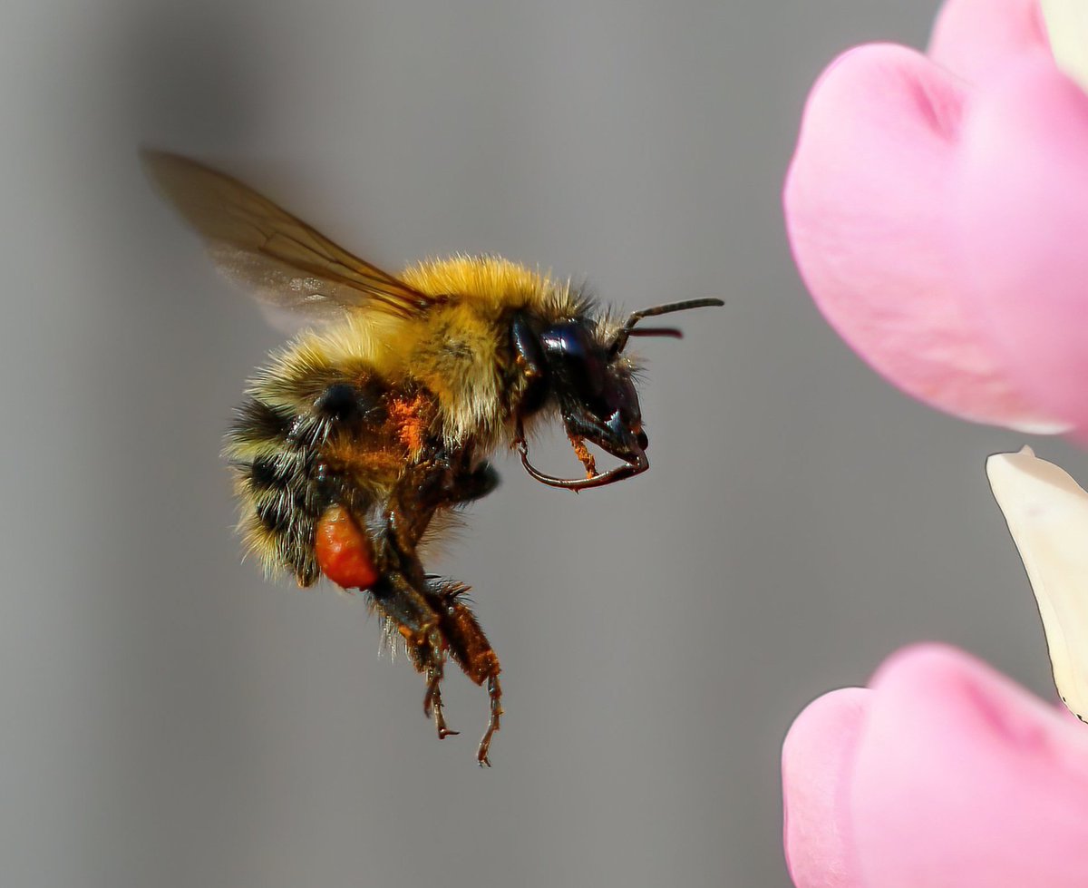 glennmartin50's tweet photo. Coming in to land #saveourbees #TwitterNaturePhotography https://t.co/Hk2hdvHsbK