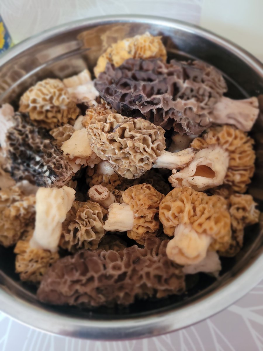 Balade en Ariège et cueillette de morilles
carmen-cuisine.over-blog.com/2026/05/balade…