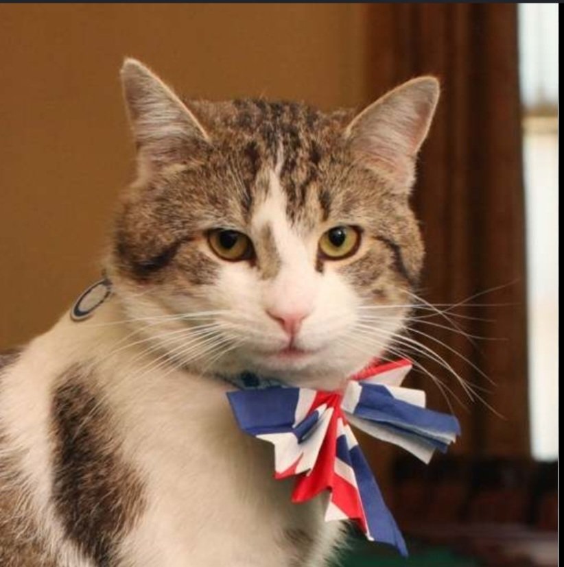 DadpoleRL's tweet photo. I vote Larry the cat for PM, as he seems to be the one who can stay at No 10 for any length of time https://t.co/n5uX97BJ9H