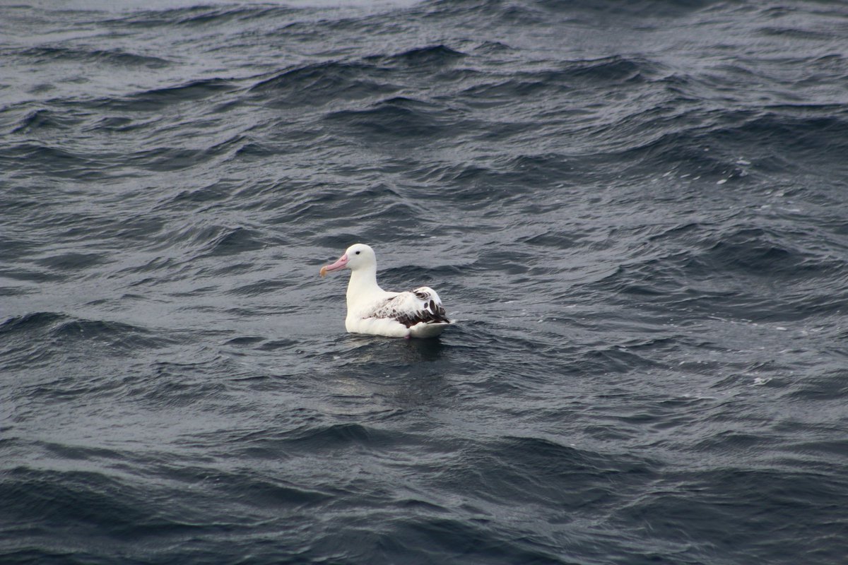Falklands FishOps tweet media