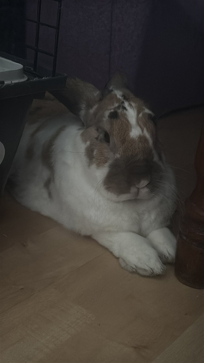 robyn 👱🏻‍♀️& paddy 🐰 tweet media