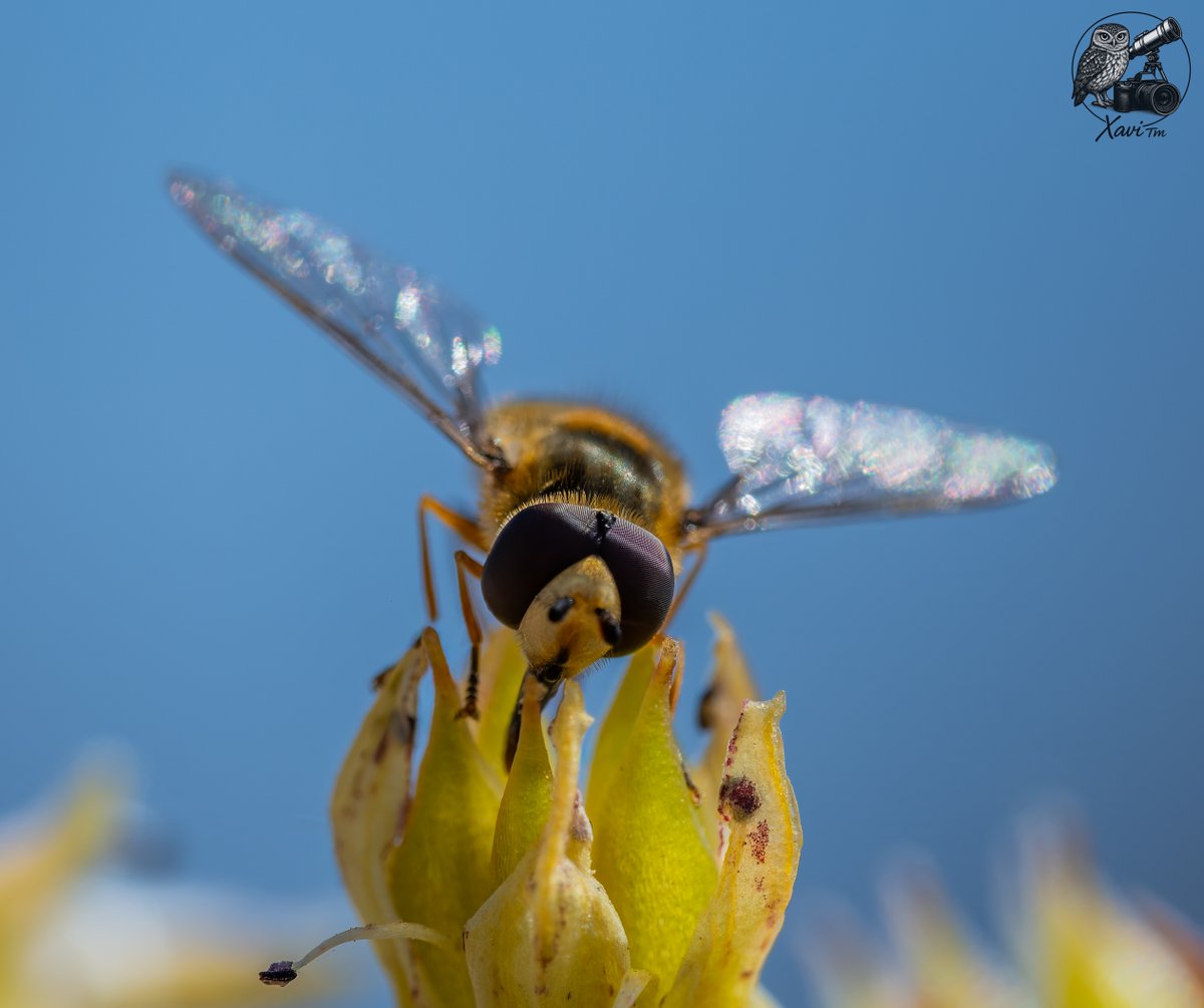 Xavi__TM's tweet photo. CAT / Sírfid o mosca de les flors
ESP / Sírfido o mosca de las flores
(Syrphidae sp.) https://t.co/FI9unHdcJy