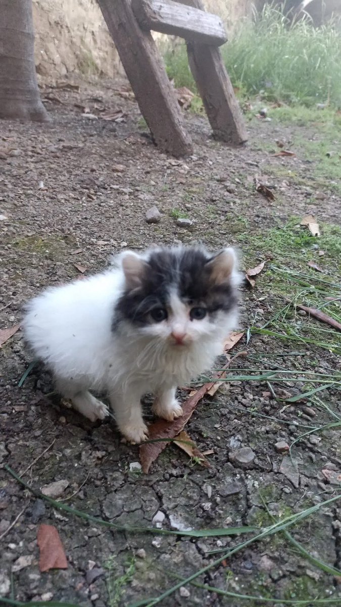 ezgi oşa tweet media