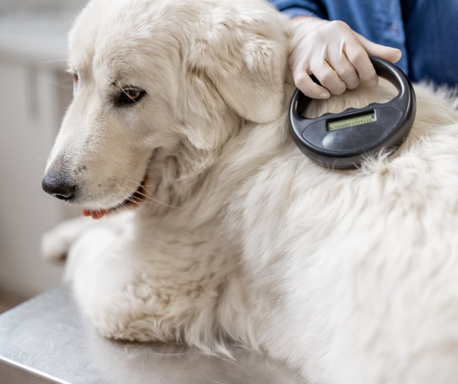 CircleBVet's tweet photo. Before Summer Travel Begins: What to Know About Microchipping, Health Certificates, &amp; Keeping Pets Safe on the Go

Click to read more 📲 https://t.co/r3WykbhMJZ

#CircleBVeterinaryHospital #Veterinarian #CircleB #KatyTX #AnimalHospital #PetLaserTherapy #PetSurgery #PetDiagnostics https://t.co/vqDcfY2CHm