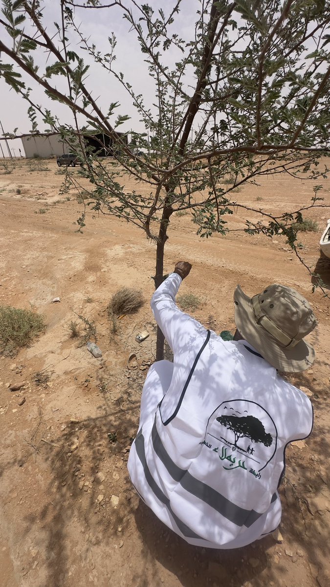 Huraymila_green's tweet photo. بعد أربع سنواتٍ ونصف من الغرس  
نعود اليوم لنرعى ما زرعناه 🌱

نفّذت رابطة حريملاء الخضراء فعالية تهذيب الأشجار بامتداد طريق صلبوخ، بإزالة الأغصان الزائدة وتعقيم مواقع التهذيب حفاظًا على صحة الأشجار واستدامتها 🌿

لأن #الاستدامة تبدأ بالرعاية.
#رابطة_حريملاء_الخضراء  
#أثر_أخضر https://t.co/E1dGP9NjUq