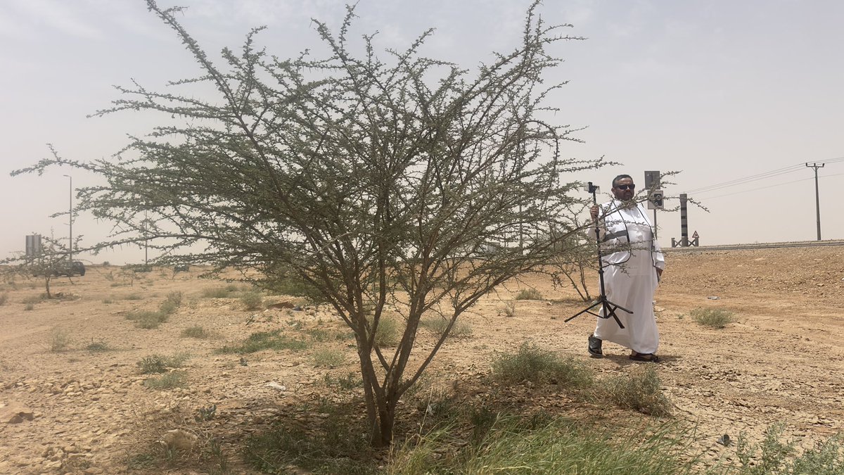 Huraymila_green's tweet photo. بعد أربع سنواتٍ ونصف من الغرس  
نعود اليوم لنرعى ما زرعناه 🌱

نفّذت رابطة حريملاء الخضراء فعالية تهذيب الأشجار بامتداد طريق صلبوخ، بإزالة الأغصان الزائدة وتعقيم مواقع التهذيب حفاظًا على صحة الأشجار واستدامتها 🌿

لأن #الاستدامة تبدأ بالرعاية.
#رابطة_حريملاء_الخضراء  
#أثر_أخضر https://t.co/E1dGP9NjUq