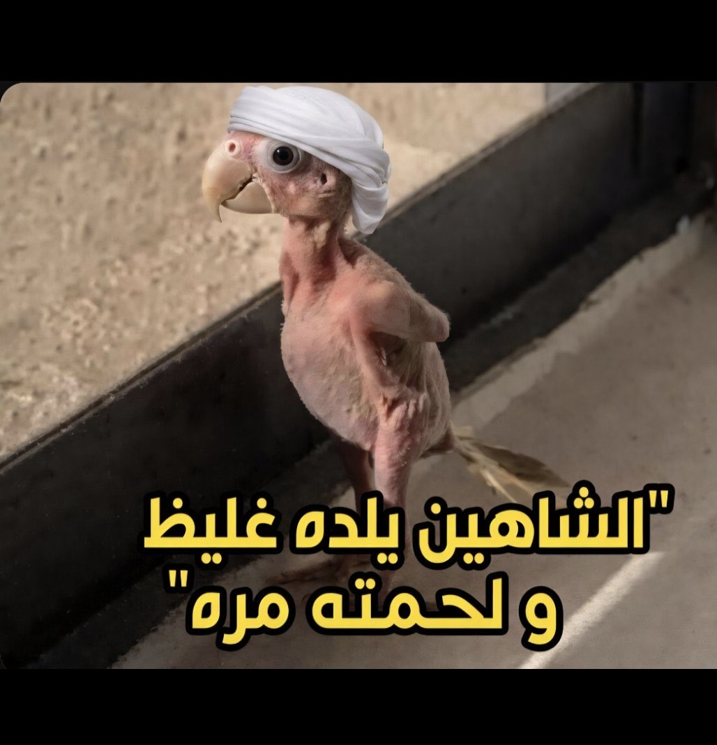 targ tweet media