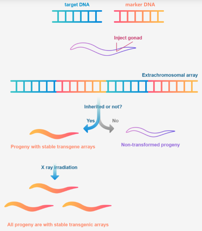 SunyBiotech's tweet photo. Investigating tissue-specific rescue? 
✅ Extrachromosomal Rescue is the best way to start your project. High-copy expression + effective tissue delivery.
Later on, you can choose X-ray Integration for stable, heritable lines when you need them.
✅ Fast Turnaround: Validate your gene function faster than any other species.
 Starting at $500 USD (≥3 lines).
Stop wasting time at the scope—get your data moving! 
📧 Email us: sunybiotechteam@gmail.com