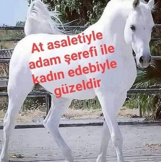 MUZAFFER POLAT tweet media