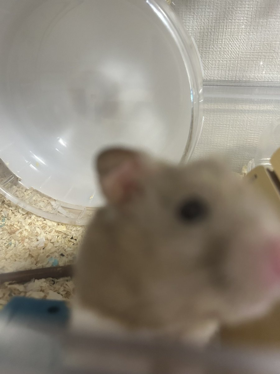 ゆぽし🐹 tweet media