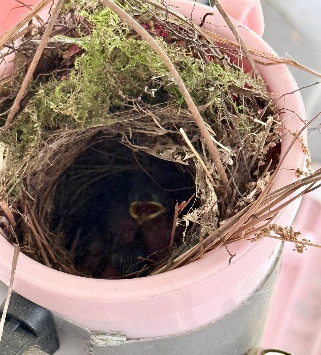 A little family moved into my pink bike drink holder😂🩷🚲🐦🪺 They picked ...