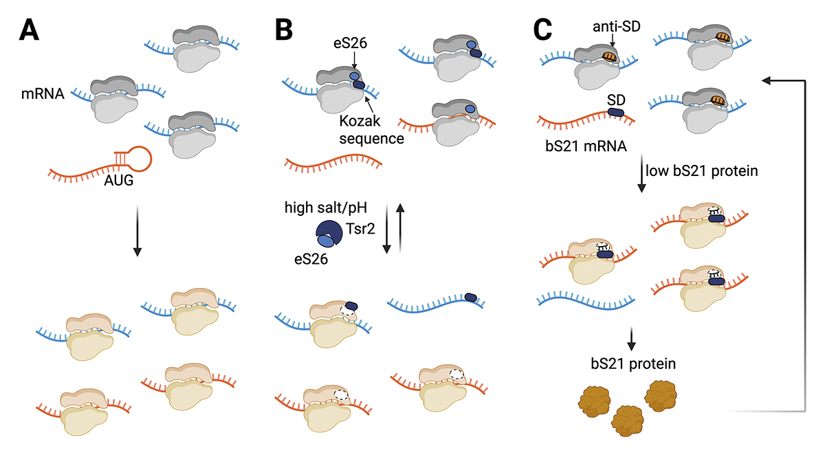 Journal of Cell Biology tweet media