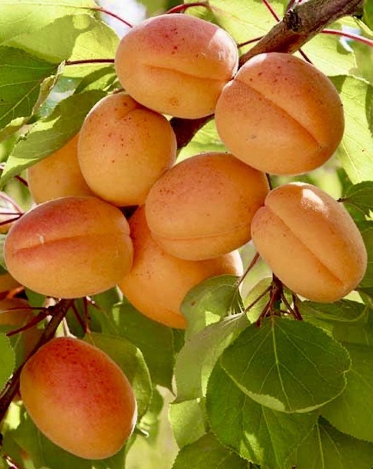 Food&healthyfruits tweet media