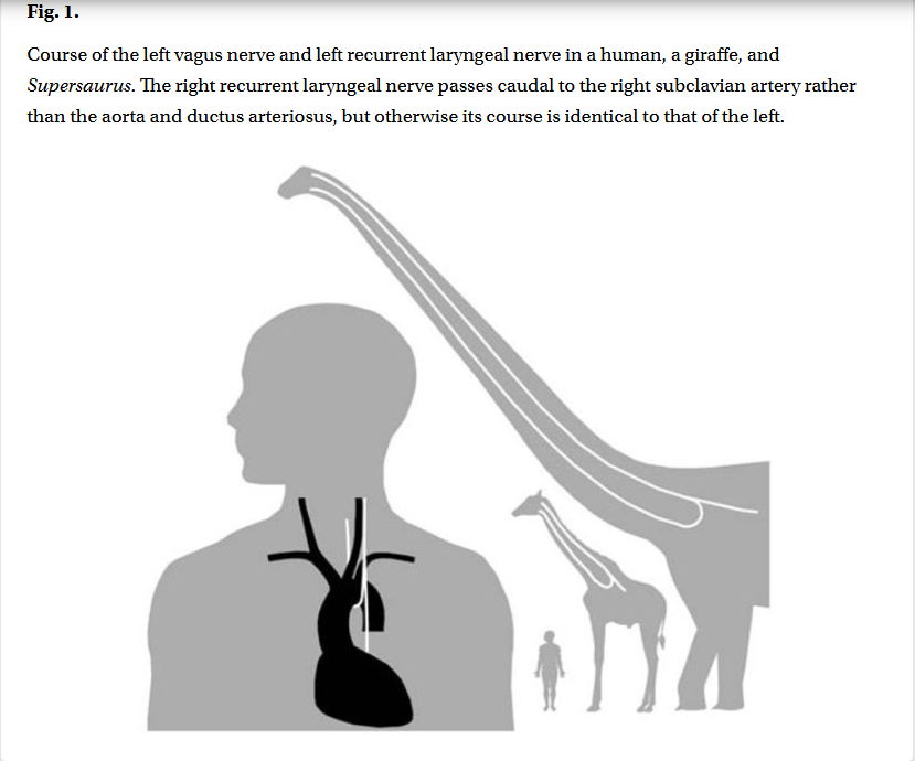 PJaseja's tweet photo. A fun article about the evolution...

While the distance from the brainstem to the larynx in a giraffe is relatively short, the nerve takes a detour that can reach nearly 5 meters (16 feet) in total length!

In sauropod dinosaurs with necks up to 14 meters, the nerve may have reached 28 meters or more in length.
#MedTwitter #Evolution